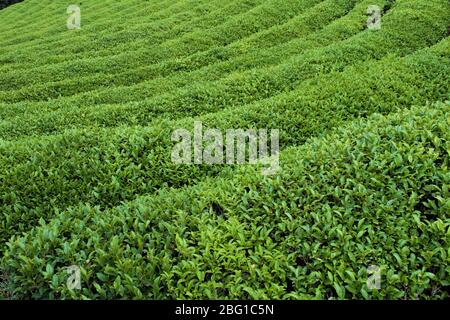 Thé vert à Boseong, province de la Jeolla du Sud, Corée Banque D'Images