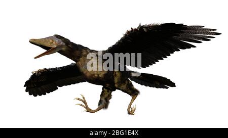 Archaeopteryx, espèce transitoire entre les dinosaures non-aviens et les oiseaux modernes de la période jurassique tardive isolée sur fond blanc Banque D'Images