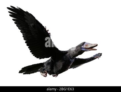 Archaeopteryx, espèce transitoire entre les dinosaures non-aviens et les oiseaux modernes de la période jurassique tardive isolée sur fond blanc Banque D'Images