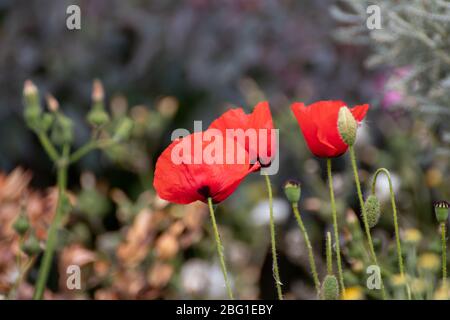 Trois coquelicots rouges dans un champ de fleurs sauvages Banque D'Images