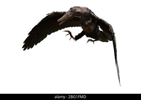 Archaeopteryx, espèce transitoire entre les dinosaures non-aviens et les oiseaux modernes isolés sur fond blanc Banque D'Images