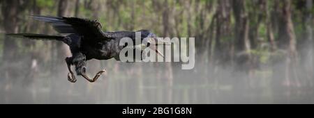 Archaeopteryx, dinosaure ressemblant à des oiseaux de la période jurassique tardive il y a environ 150 millions d'années Banque D'Images