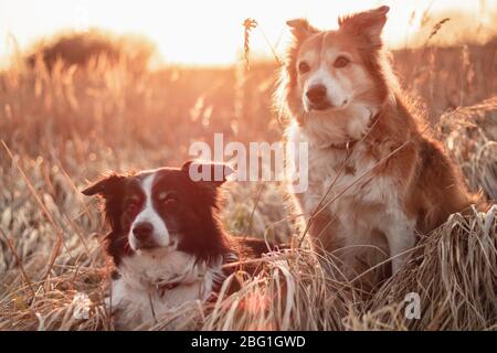 collie, bordure rouge de chien, couché au soleil Banque D'Images