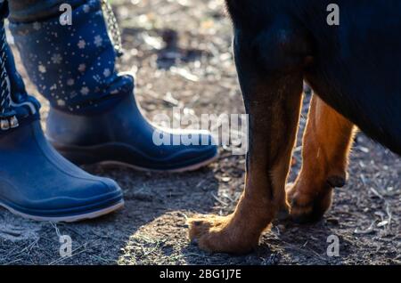 Pieds femelles dans des bottes en caoutchouc et des pattes d'un rottweiler. Gros plan des bottes en caoutchouc bleu et des pattes avant d'un chien. Marcher avec un animal de compagnie ou des chiens d'entraînement. Grou Banque D'Images