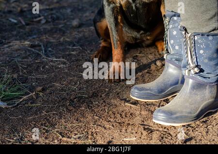 Le chien est obéissant aux pieds des femmes dans des bottes en caoutchouc. Un rottweiler adulte exécute les commandes du propriétaire sur le site de formation. Chiens d'entraînement. GRO Banque D'Images