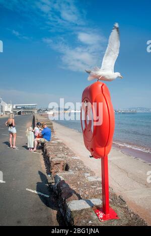 Seagull avec la plage proche déserte de Paignton le week-end de vacances de la banque de Pâques pendant le verrouillage de Coronavirus, Royaume-Uni Banque D'Images