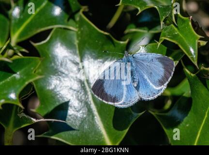 Papillon bleu houx reposant sur une feuille d'arbre houx. Banque D'Images