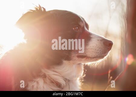 La bordure noire et blanche de Collie pose pour Portrait à l'extérieur dans la campagne avec coucher de soleil derrière Banque D'Images