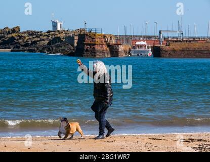 North Berwick, East Lothian, Écosse, Royaume-Uni. 20 avril 2020. Météo britannique : le soleil et un ciel bleu totalement clair dans la ville balnéaire, mais les belles plages sont presque désertes avec les quelques personnes qui font de l'exercice de maintenir une distance sociale appropriée. Une femme marchant avec un chien sur la plage Banque D'Images