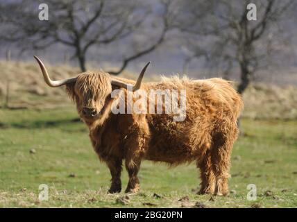 Scottish Highland Cow sur son pâturage brut. Banque D'Images