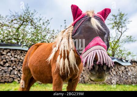 Le petit poney avec des tresses blondes porte un masque rose pour protéger les oreilles et les yeux Banque D'Images