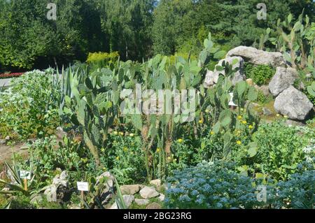 Jardin botanique luxuriant avec de grands cactus de barbarie, de l'agave et diverses plantes du désert. Banque D'Images