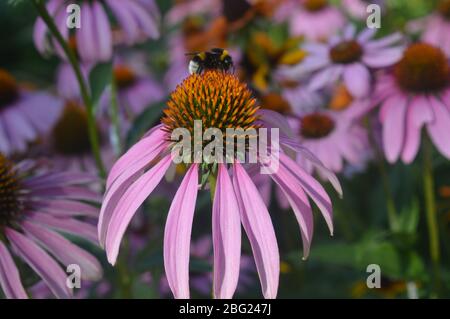 Gros plan d'un bourdon recueillant du pollen sur un caillou rose éclatant dans un jardin d'été ensoleillé. Banque D'Images