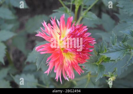 Une spectaculaire fleur de dahlia semi-cactus fleurissant dans un jardin, avec des pétales panachés rose chaud et jaune vif. Banque D'Images