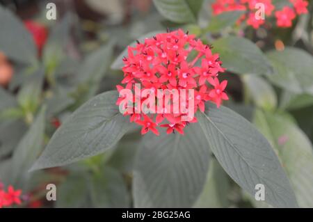 Un amas vibrant de fleurs de pentas rouges en forme d'étoile fleurissant magnifiquement sur des feuilles vert foncé dans un jardin. Banque D'Images