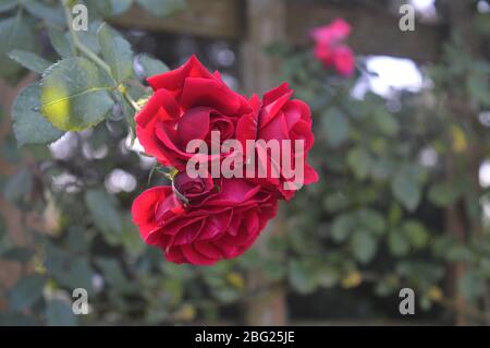 Un beau groupe de roses rouges vibrantes fleurissant étroitement ensemble sur une branche dans un cadre de jardin luxuriant. Banque D'Images