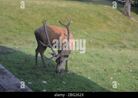 Une collection d'animaux sauvages européens avec des bisons européens (wisent) avec des veaux reposant dans un abri en bois, ainsi que des cerfs en jachère et des cerfs rouges. Banque D'Images