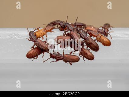 Macro Photographie du groupe de la betterave à grains Sawdentés sur boîte en plastique blanche Banque D'Images