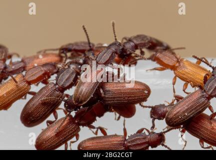 Macro Photographie du groupe de la betterave à grains Sawdentés sur boîte en plastique blanche Banque D'Images