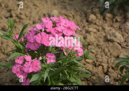 Gros plan sur quelques belles fleurs de Dianthus Baby Doll ( Dianthus Chinensis) qui poussent dans le jardin avec des feuilles et du sol, croissance sélective Banque D'Images