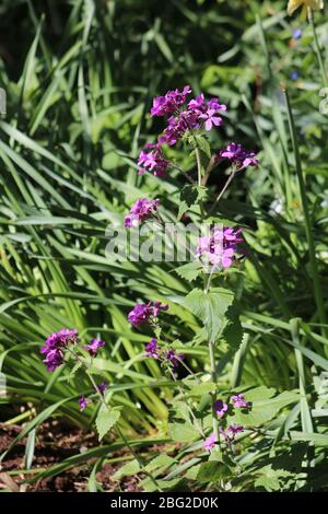 Fleurs violettes sur l'honnêteté annuelle, lunaria annua, plante dans un espace de soleil dans une zone boisée, le printemps en avril. Banque D'Images