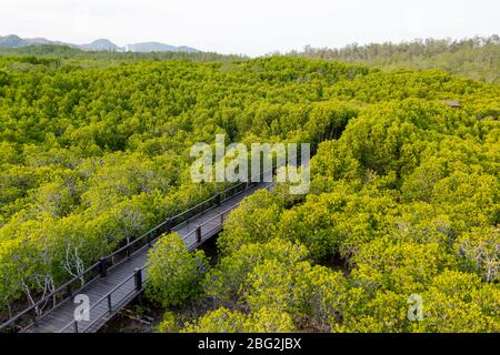 Le sentier du parc forestier de la mangrove de Pranburi, situé au sud de la Thaïlande. Banque D'Images