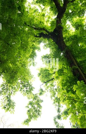 En regardant dans l'arbre de châtaigniers montrant des feuilles de printemps fraîches Banque D'Images