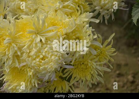 Gros plan sur de magnifiques chandramallika jaunes, chrysanthèmes de nom scientifique, chrysanthes, asteraceae croissant dans un jardin ouvert, focalisation sélective Banque D'Images