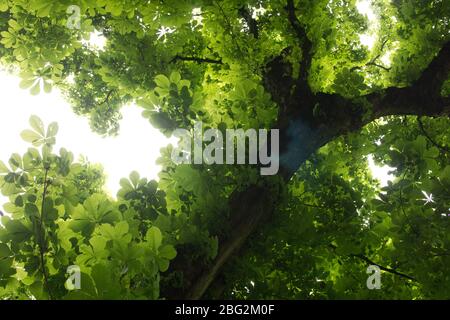 En regardant dans l'arbre de châtaigniers montrant des feuilles de printemps fraîches Banque D'Images