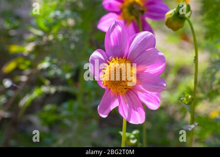 Une belle fleur de dahlia rose dans un jardin avec un fond flou. Banque D'Images