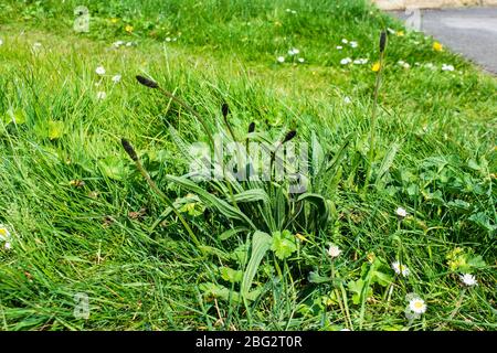 Une plantain de ribwort Plantago lanceolata qui pousse dans l'herbe sur la côte de la chaussée avec des inprégences brunes sans fleurs Banque D'Images