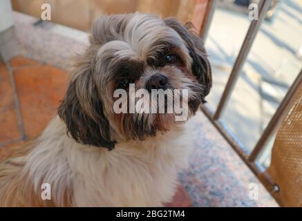 Chien de compagnie Shih Tzu assis sur le balcon, observant les gens qui passent Banque D'Images