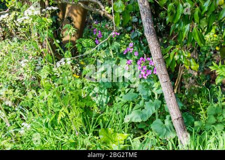 Un patch de fleur de source sauvage à la base d'une couverture avec persil vache Anthriscus sylvestris, et l'honnêteté annuelle Lunaria annua visible Banque D'Images