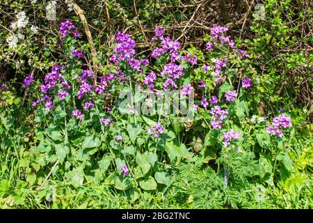 Un timbre de rose violet annuel honnêteté Lunaria annua fleurs poussant contre une base de hedgeriw au printemps Banque D'Images