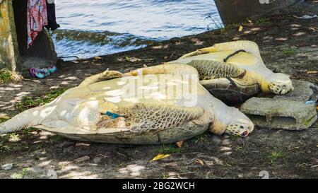 2 tortues vertes ont été capturées par les Indiens Misikitu dans l'est du Nicaragua Banque D'Images