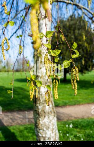 Feuilles de printemps et chatons d'un bouleau argent Betula pendula, avec le tronc d'arbre et le parc flou en arrière-plan Banque D'Images