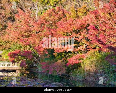 Le feuillage coloré des arbres au Japon change au fil de la saison d'automne. Banque D'Images