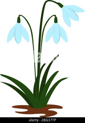 Fleurs de neige, illustration, vecteur sur fond blanc Illustration de Vecteur