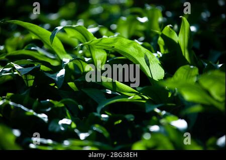 Printemps dans la forêt européenne. Allium ursinum connu es ail sauvage, ramsons, buckrams, ail à feuilles larges, ail en bois, poireau d'ours ou ail d'ours. Banque D'Images