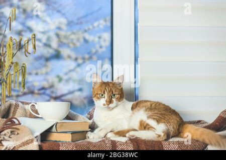 Tasse de café et de livres blancs et chat rouge et blanc se détendre sur le seuil de fenêtre. En arrière-plan, un beau paysage de printemps. Concept confortable. STA Banque D'Images