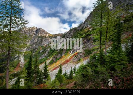 Les mélèzes alpins donnent la voie aux pistes de talus sur les flancs de montagne dans le parc national des Cascades du Nord, sous un ciel bleu avec des nuages blancs Banque D'Images