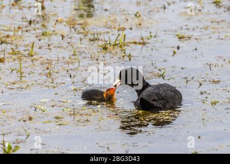 Poulet à la coot en cours d'alimentation dans l'eau Banque D'Images