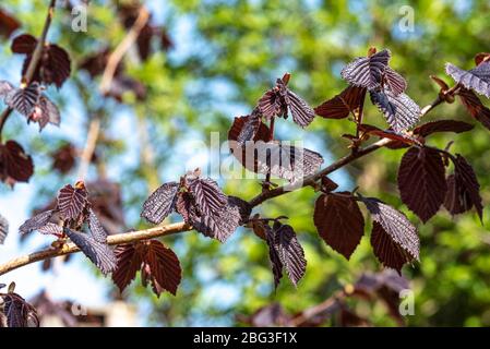 Corylus Maxima Purpurea, Corylus maxima Purple Filbert, filbert à feuilles violettes, Betulaceae, Banque D'Images