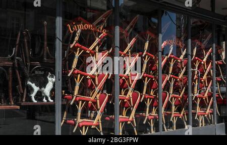 CORONAVIRUS : CAT CONFINÉE DANS UN CAFÉ PARISIEN Banque D'Images