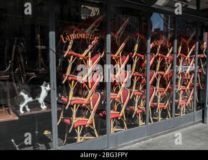 CORONAVIRUS : CAT CONFINÉE DANS UN CAFÉ PARISIEN Banque D'Images