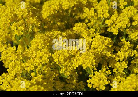 Alyssum. Fleurs d'or - Aurénia saxatilis Banque D'Images