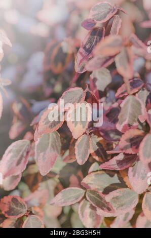 Euonymus Fortune en hiver avec des feuilles violettes colorées Banque D'Images