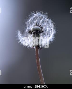 Atlorescence commune du dandélion (Taraxacum; Taraxacum officinale) sur fond de bokeh flou. Une tête de semence de pissenlit appelée horloge de pissenlit Banque D'Images