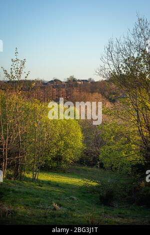 Magnifique Spring EveningView sur Glasgow depuis un parc verdoyant dans le Southside Banque D'Images