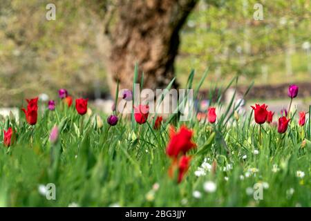 Un rare pré tulipe avec tulipes rouges et violettes au soleil de printemps Banque D'Images